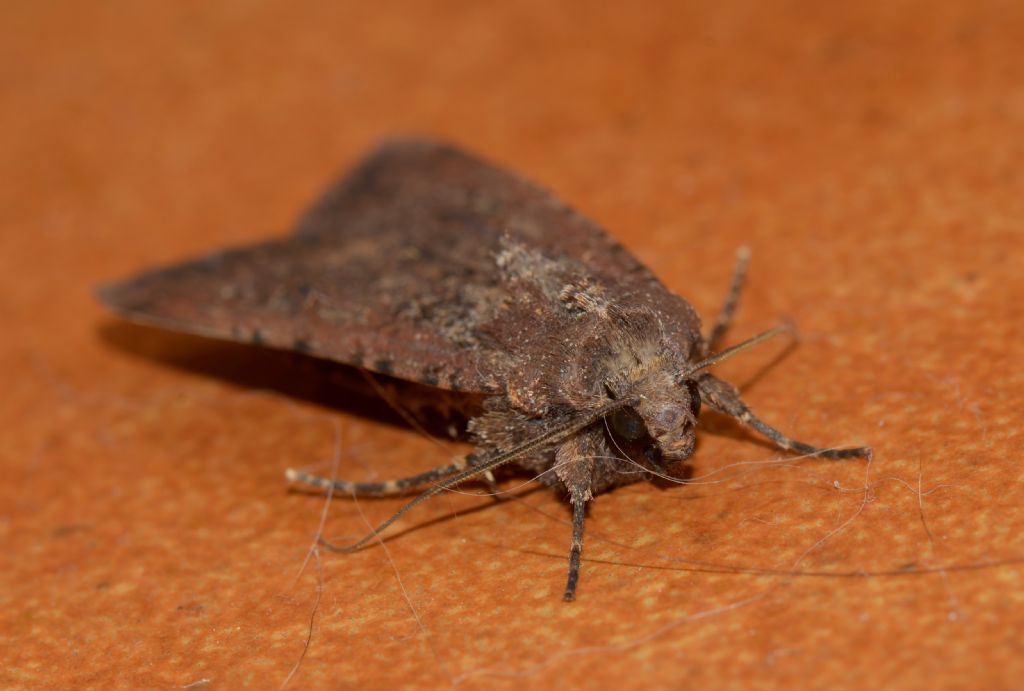 Lepidottero da identificare - Peridroma saucia, Noctuidae
